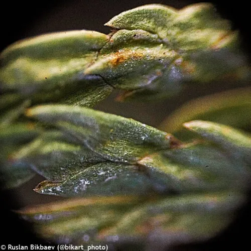 Микроскоп Levenhuk Rainbow D50L PLUS, 2 Мпикс, Moonstone\Лунный камень картинка