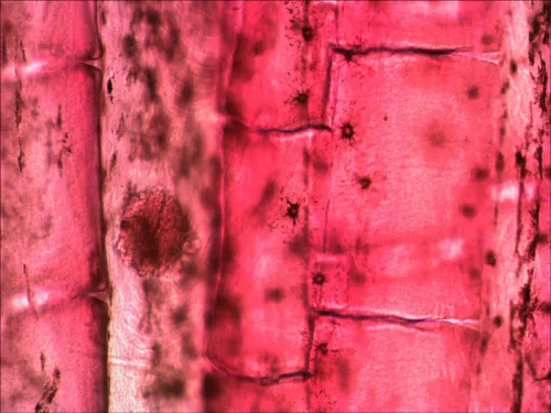 Набор микропрепаратов Levenhuk N80 NG «Увидеть все!» картинка