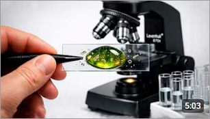 Полынь vs микробы